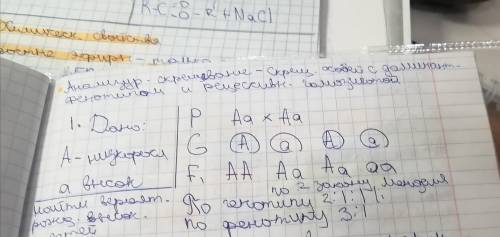 У человека низкий рост доминирует над высоким ростом. Вычисли вероятность (%) рождения низкорослых д