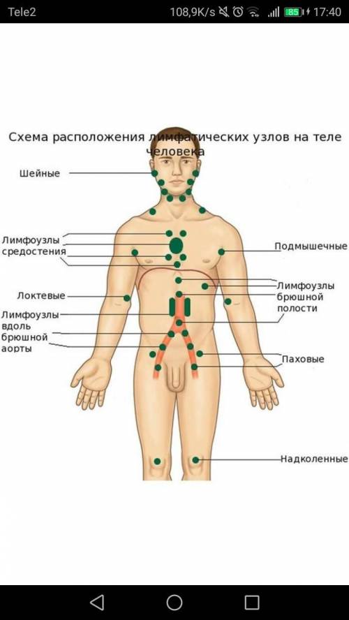 Выпишите названия самых крупных лимфатический узлов