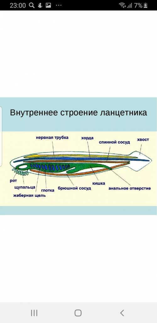 Внутренне строение ланцетника)​