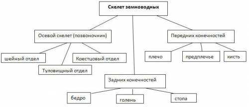 Схема скелета амфибии по биологии словами