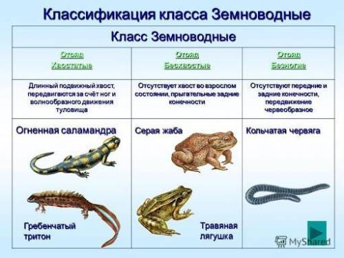 Название особенности строения особенности жизнедеятельности представители безхвостыехвостатыебезхвос