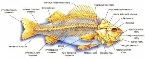 С чего складаеться скелет рыбы? (7клас)биология