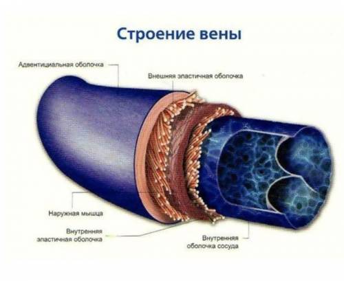 Очень Биология 8 класс 2 задание! Что писать в 1- ...; 2-...; 3-... ?