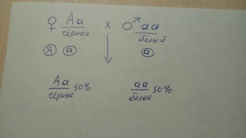 Решите задачу на моногибридное скрещивание. У морских свинок чёрный цвет доминирует над белым. Были