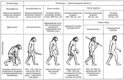 Як в ході еволюції людини змінювалися будова тіла та соціальна поведінка?