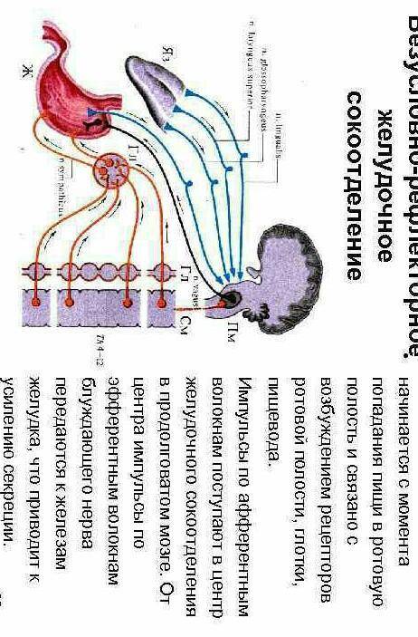 Где расположен безусловно-рефлекторной центр ЖЕЛУДОЧНОГО СОКООТДЕЛЕНИЯ у человека? Очень