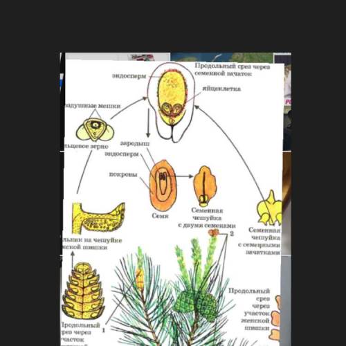 Надо подписать жизненный цикл сосны обыкновенной Биология. 6 класс​