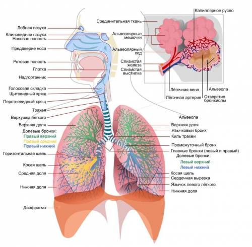 Где находится лёгкие у человека​