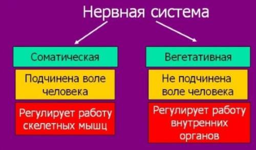 Будова соматичної нервової системи​