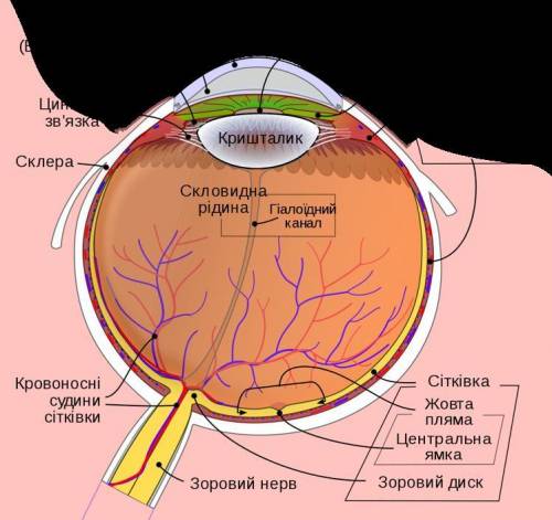 Позначте складову ока яка містить пігмент меланін зумовлює колір очей​