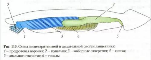 Определи название отдела пищеварительной системы, который обозначен на рисунке цифрой 1: 1глотка 2а