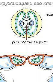 Назовите части листа, обозначенные стрелками. Как они функционируют?