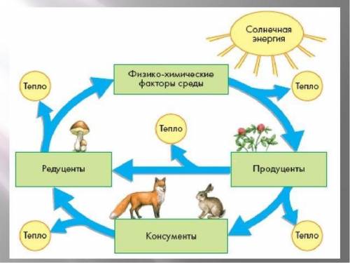 если знаете ! создайте схему взаимосвязи между живыми организмами и абиотическими факторами ( исполь