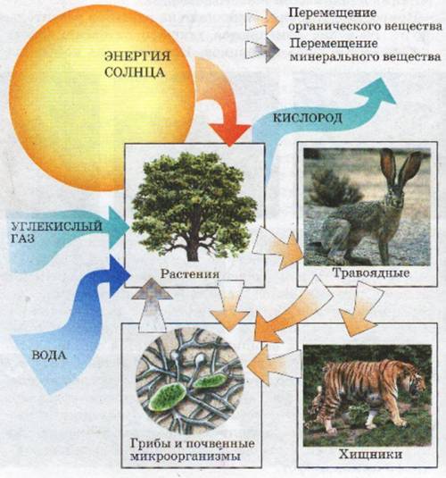 составить круговорот вещества!