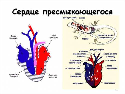 Установи рисунок, на котором представлено сердце пересмыкающегося​