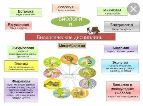 Науки які вивчаються ті чи інші групи організмів1. бактеріологія2.ботаніка3.зоологія4.мікологіяа)вір