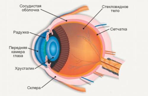 основные особенности строения, функционирования зрительного анализатора и особенности формирования з