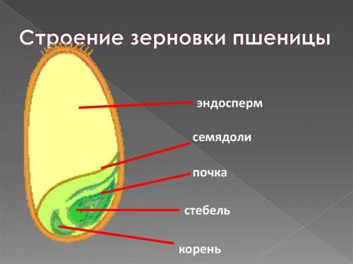 Нужно подписать какая цасть находится под какой цифрой