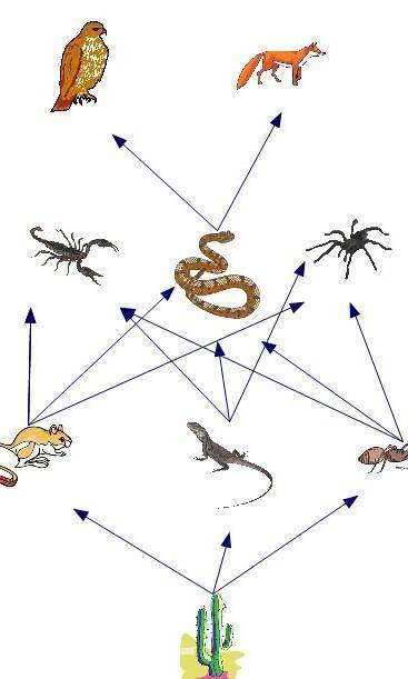 Составить пищевую цепь из 5 элементов в Мангистауской области(полупустыни)