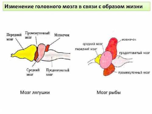 1. В чем разница в строении кровеносных систем рыб и лягушек? 2. Есть ли разница в строении сердец л