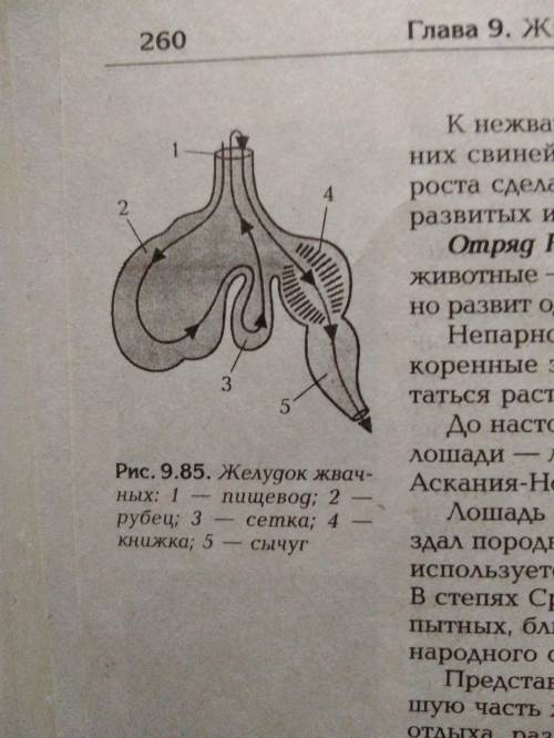 Отметьте расположение отделов желудка у жвачных животных… *​