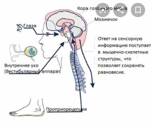 Вестибулярный аппарат связан: 1). Только с мозжечком и слуховой зоной 2). Со зрительной зоной коры