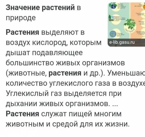 Проект Значение растений„