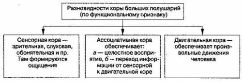 Обобщите и представьте в виде схемы или таблицы информацию о чувствительных, двигательных и ассоциат