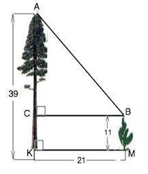 На відстані 21 м одна від одної ростуть дві сосни висота першої сосни становить 39 метрів а вистота
