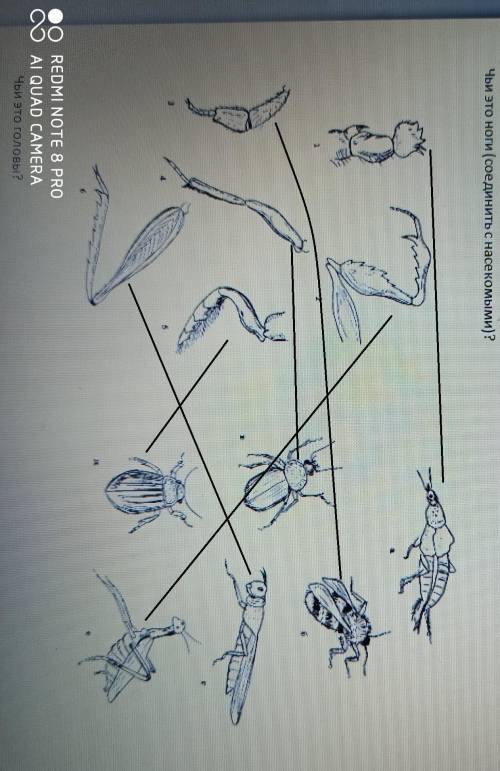 Сойдините ноги с насикомыми надо Биология.​