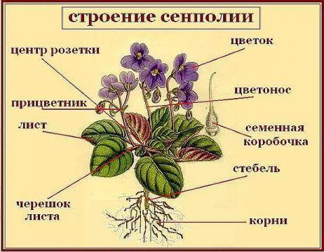 Краткое строение узумбаров (сенполий) ​