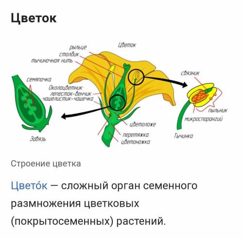 . Функцией лепестка является образование семени и плода образование мужских половых клеток привлечен