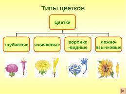 1)тип плода пасленовых 2)строение цветка сложноцветных, его представители и тип плода