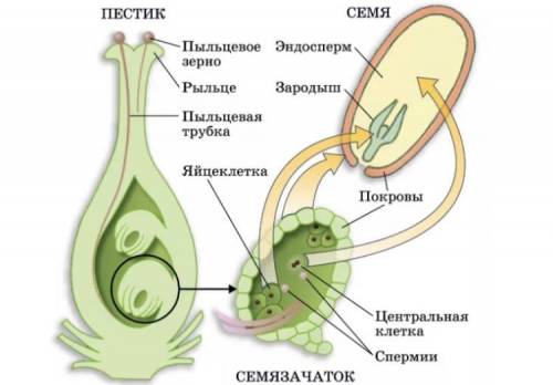 Дать определение термину «Двойное оплодотворение». Составить схему