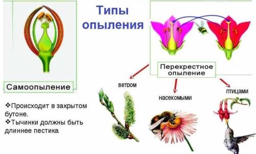 Составьте схему «Виды опыления»​