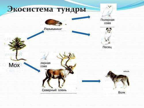 Составьте пищевую сеть биогеоценоза тундры, включив в нее все перечисленные организмы: ягель, северн