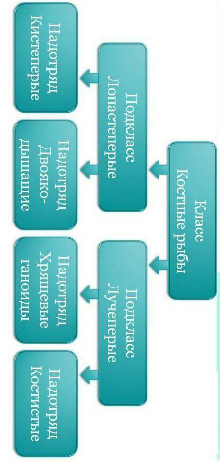Нарисуйте классификационную схему для класса Костные рыбы. Обязательно укажите на ней два подкласса,