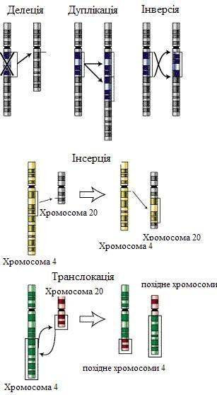 Назви та охарактеризуй типи хромосомних мутацій​