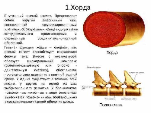 Хорда у позвоночных животных