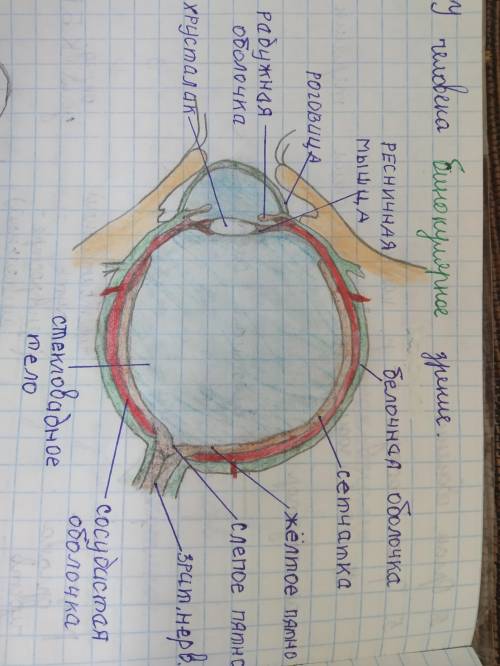с этим зарисовать и описать строение глаза
