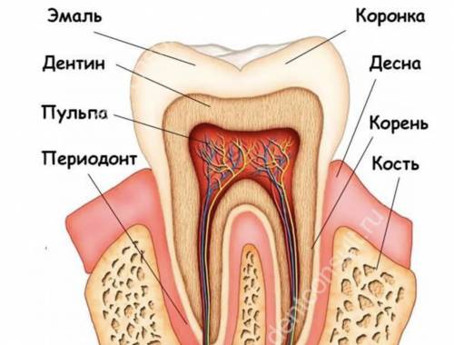 Зарисуйте строение зуба, по этому рисунку