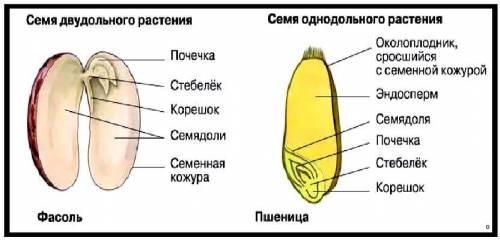 1) Расположение семени у покрытосеменных растений. 2)Наличие сосудов у покрытосеменных растений.