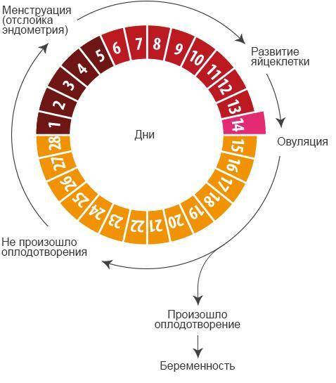 Как называется процесс созревания яйцеклетки и её попадания в маточную трубу?