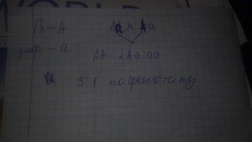 У гороху гладеньке насіння-домінантна ознака а зморшкувате рецесивна. унаслідок схрещування гороху з