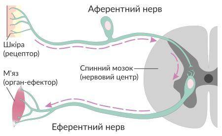 З яких частин складається двохнейронна дуга​