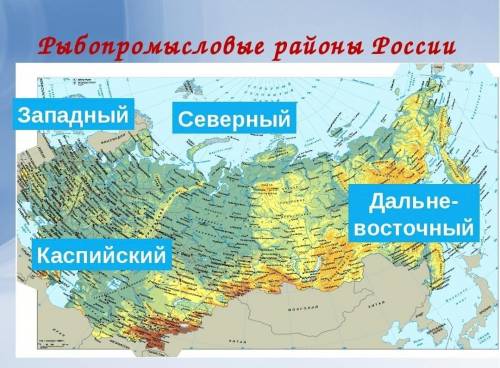 Назовите рыбопромысловые бассейны России. Перечислите виды рыб по специализации этих бассейнов.