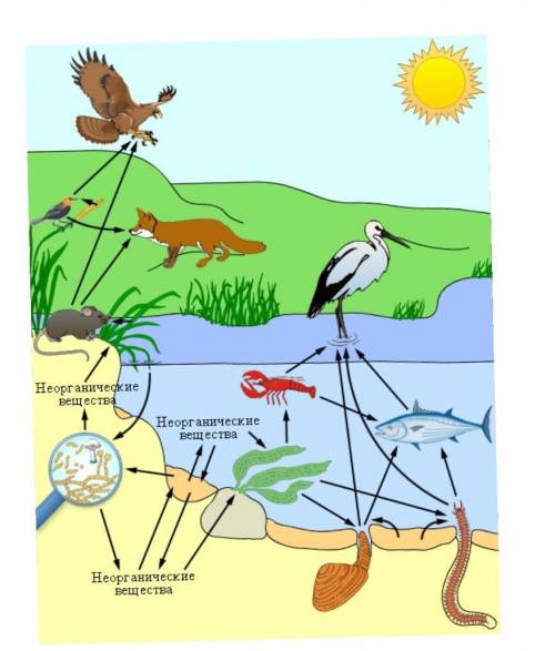 Составить цепь питания в водной и наземной экосистеме и подписать кем они являются в ней (от продуце