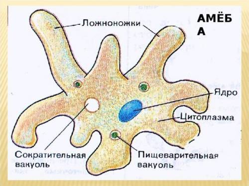 Рисунок амебы с подписями!!