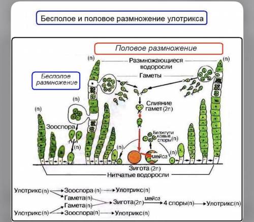 Объясните схему бесполого и полового размножения улотрикса СДЕЛАЙТЕ ПРАВИЛЬНО И ПОСКОРЕЙКТО СДЕЛАЕТ