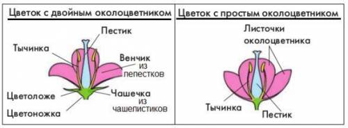 2. Растения семейства Розоцветных имеют цветки:а) напоминающие мотылькаб) трёхчленного типа с околоц